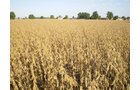 Property photo 6 - 75+/- Acres in 9 Tracts